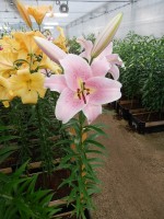 [3519 PO35 Staletti No101.JPG]